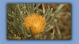 1993_WA_D05-17-25_Schoene Dryandra (Dryandra formosa).jpg